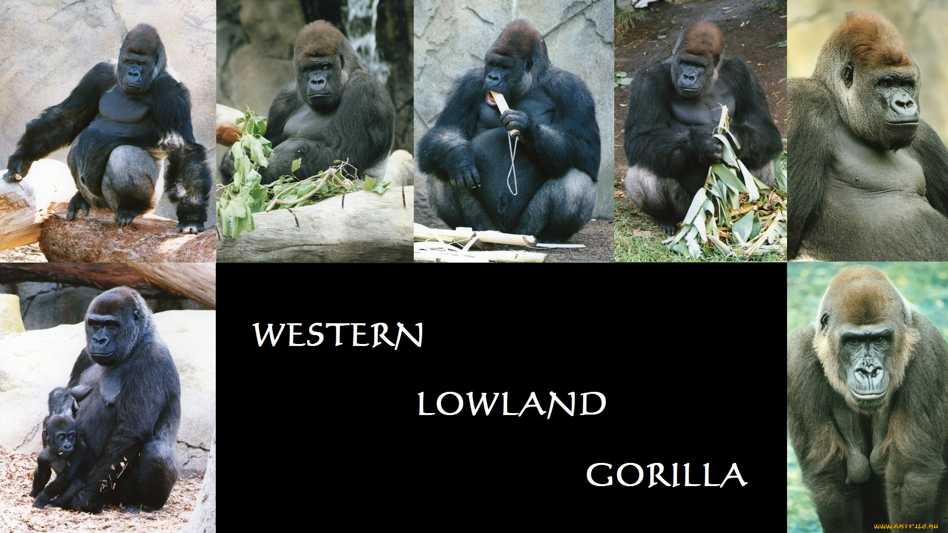 gorilla, , , , 